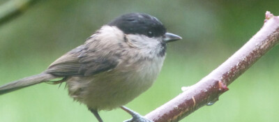 Marsh Tit blog image