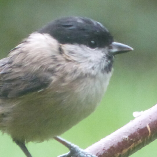 Marsh Tit blog image