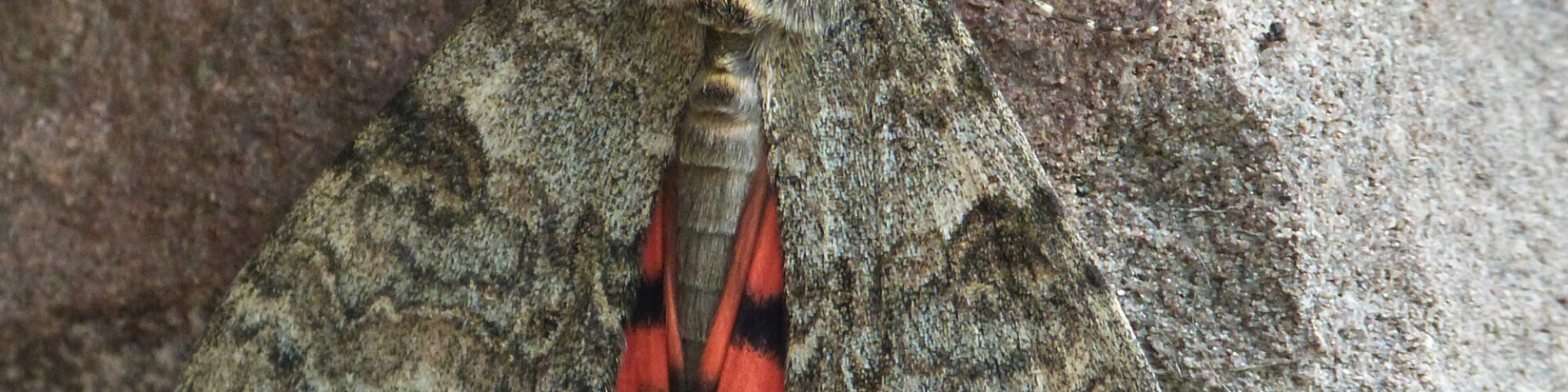 Rosy Underwing moth