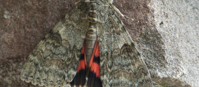 Rosy Underwing moth