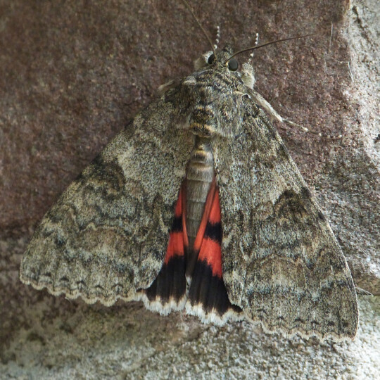 Rosy Underwing moth
