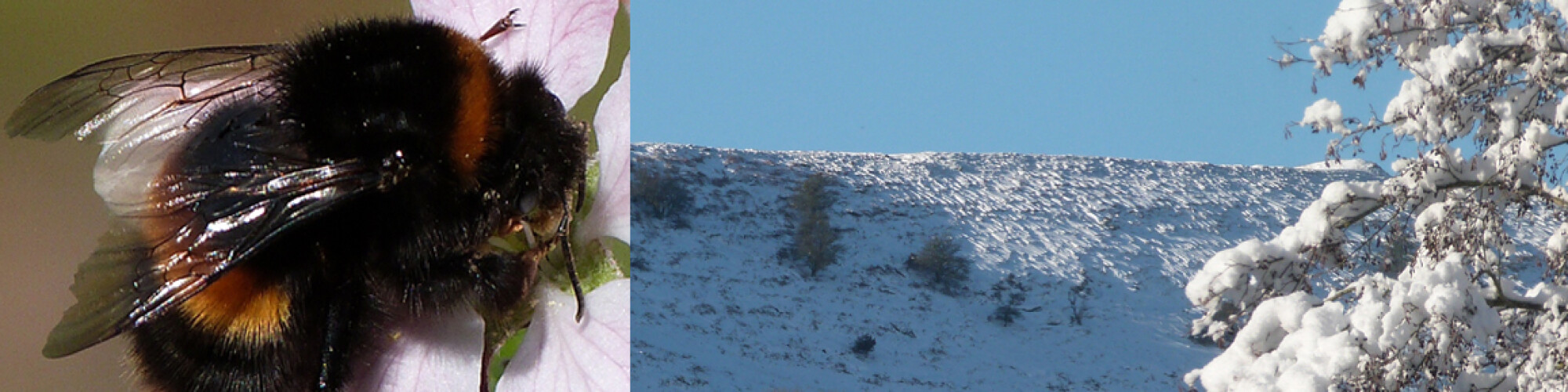 Winter image for winter bumblebee post with bee inserted