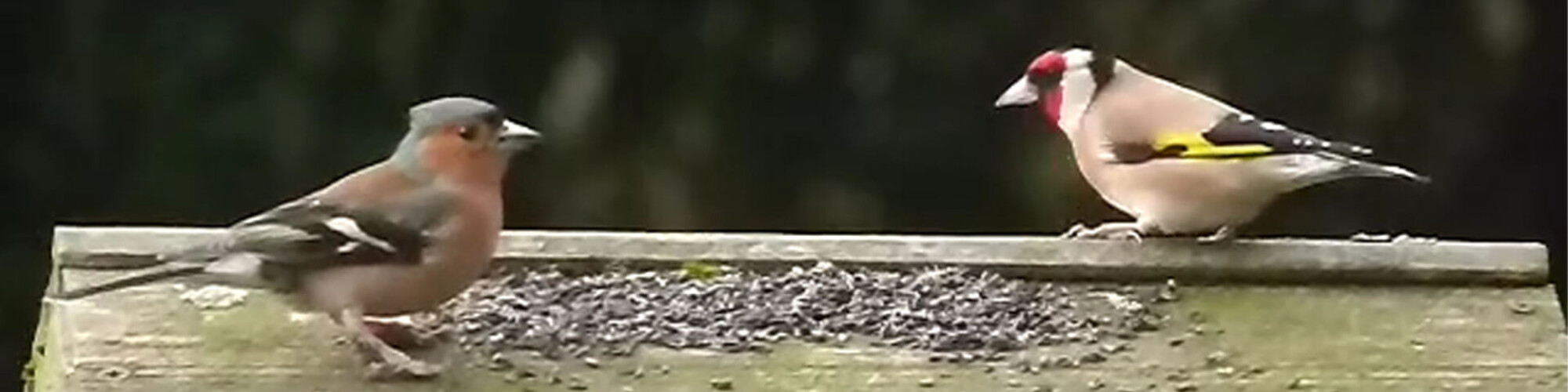 chaffinch and goldfinch