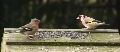 chaffinch and goldfinch