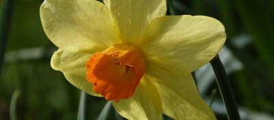 daff for news