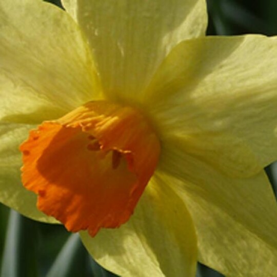 daff for news