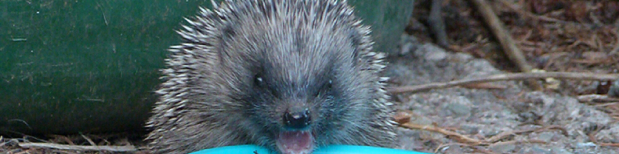 hedgehog positive or negative