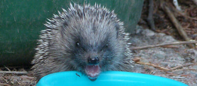 hedgehog positive or negative