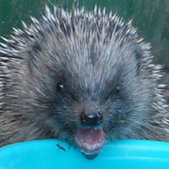 hedgehog positive or negative